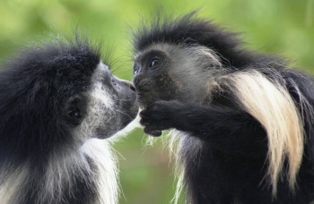 Stage dans un sanctuaire de primate