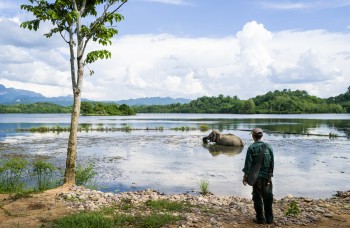 Volontariat animalier au Laos