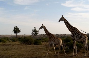 Voyage linguistique en Afrique du Sud