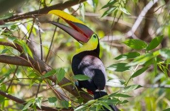 Toucan coloré perché sur une branche dans la jungle du Costa Rica