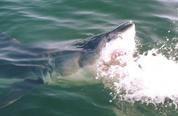 programme-de-protection-des-requins-en-afrique-du-sud
