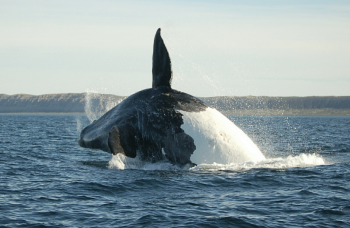 Baleine franche australe observée lors d'un projet de bénévolat pour la protection des espèces en Patagonie