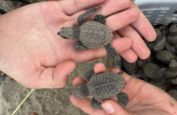 Protection des tortues au Nicaragua