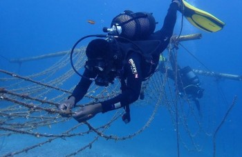 Plongeur effectuant des travaux de restauration corallienne dans une pépinière sous-marine.
