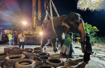Soins médicaux pour un éléphant au Centre Vétérinaire en Thaïlande Éléphant recevant des soins vétérinaires au Centre Vétérinaire en Thaïlande