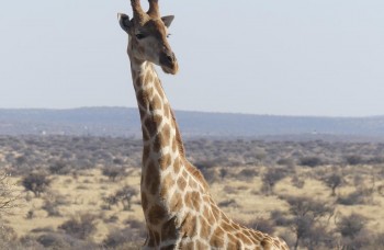 protection animale en Namibie