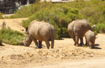 Rhinocéros