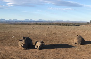 Rhinocéros