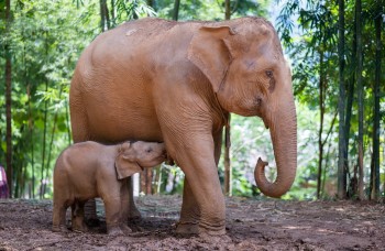 Volontariat en Thaïlande – Aide à la protection des éléphants dans un sanctuaire près de Chiang Mai benevolat-elephants-thailande-sanctuaire-chiang-mai.jpg