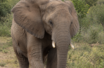 Éléphant africain dans son environnement en Afrique du Sud