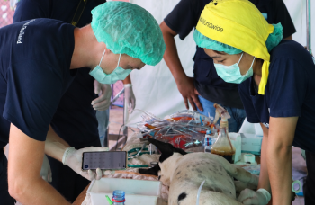 Stagiaire auprès d’un chat pendant sa prise en charge vétérinaire en Thaïlande