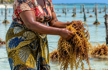 Femme récoltant des algues dans les eaux côtières de Zanzibar