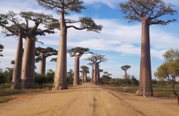 Découvrez le Baobab de Madagascar