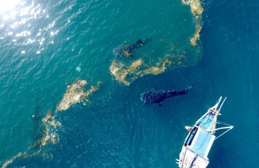 Mission de protection des mammifères marins