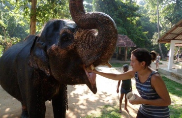 Mission de protection des éléphants