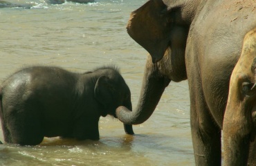 Volontariat international au Sri Lanka