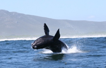 Volontaire en service de protection des océans.