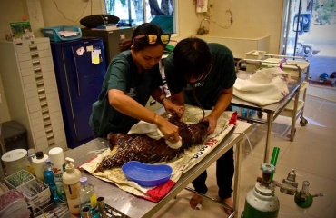 Stage étudiant vétérinaire en Thailande