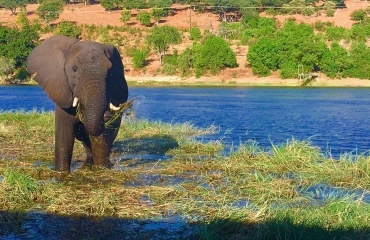 Éléphant en Afrique du Sud 