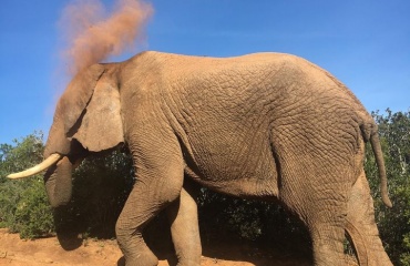 Stage étudiant en Afrique Du sud