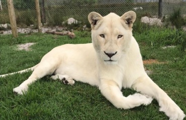 Stage animalier en Afrique du sud !