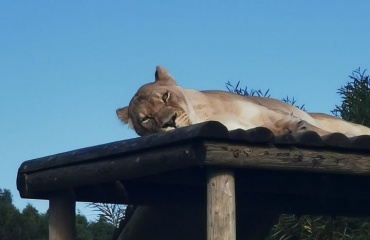 Protection animal en Afrique du Sud