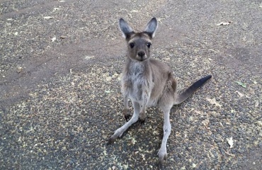 Protection les kangourous en Australie 