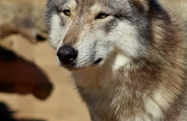 Comment protéger les loups en Europe ?