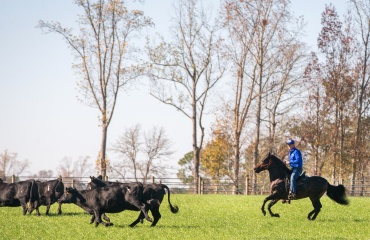 Stage dans un ranch américain