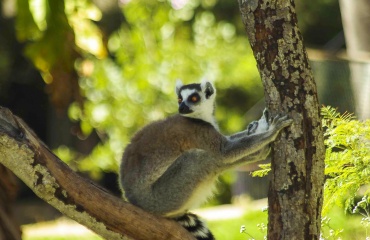 Stage animalier sur l’île de Madagascar
