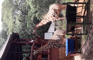 Travailler dans une réserve d'animaux sauvages en Afrique 