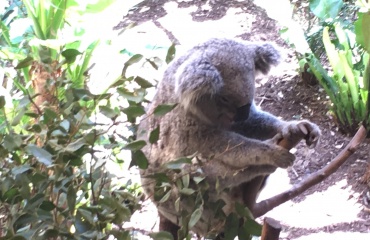 Voir les koalas en Australie