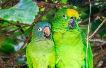 Séjour ornithologue à l'étranger