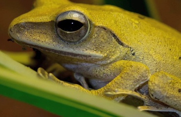 Protéger les grenouilles pour l'écosystème