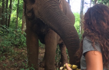 Éléphant au Cambodge