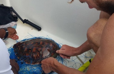 Nettoyer et nourrir les tortues aux Maldives 