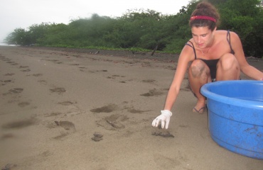 Sauvetage des bébés tortues au Nicaragua !
