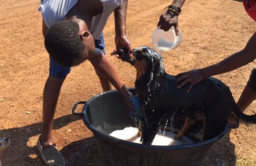 mission de protection d'animaux domestiques