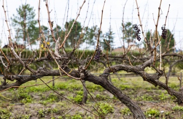 expérience dans un vignoble en afrique du Sud