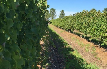 apprendre le vin en Afrique du Sud