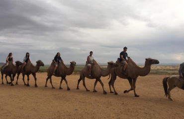 Ballade en chameaux en Mongolie