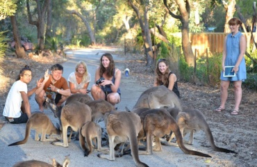 réserve naturelle de kangourou 