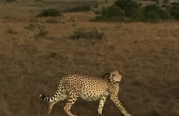 Photographe en safari