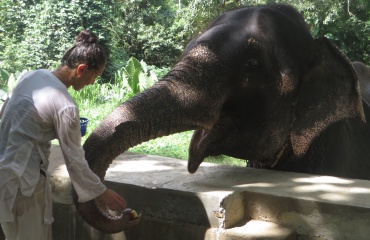 Engagement volontaire de protection des éléphants au Sri Lanka
