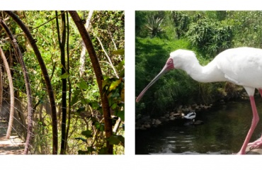 L'ornithologie et les oiseaux en Afrique