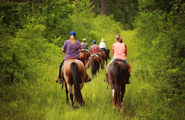 Stage étudiant avec des chevaux