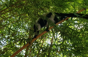 Stage animalier sur l'ile de Madagascar 