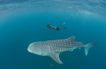 Protection des requins baleines en Afrique 