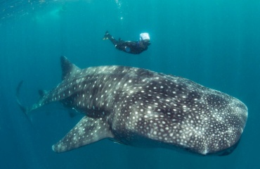 Cours de plongée sous marine dans l'océan indien 