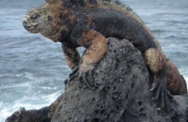 Programme d'éco-volontariat international aux Iles Galapagos !